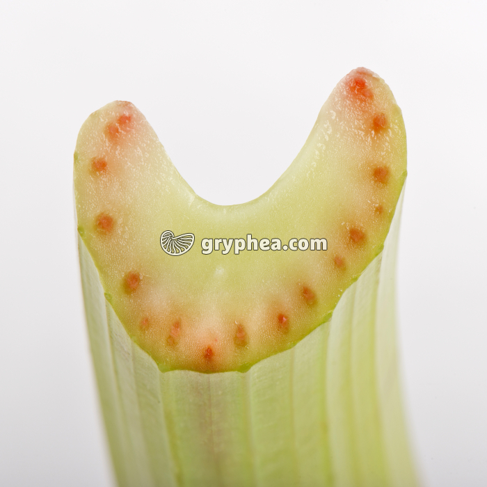 Tige de Céleri CT + éosine - gryphea.com